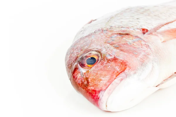 Gilthead isolated — Stock Photo, Image