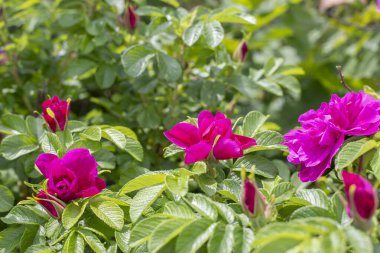 Gül çiçeği, pembe morumsu açan çiçek. Parlak yaz doğal arka plan