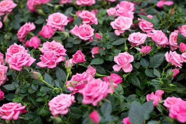 Rosafarbene Rosenblüte Schöne Nahaufnahmen Hintergrund Hintergrund Tapete Für Design — Stockfoto