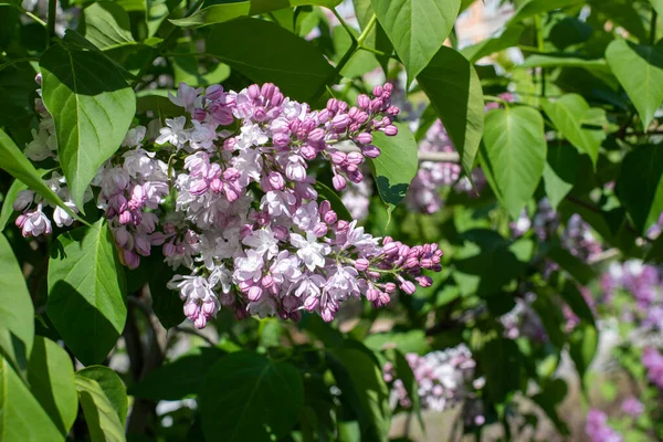 Syringa Blume Flieder Blüte Natruale Farbe Hintergrund Fotografie — Stockfoto