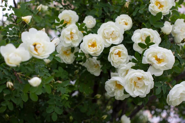 Kwiat Róży Białymi Kwiatami Wiele Otwartych Kwiatów Dzikiej Róży Sezonowe — Zdjęcie stockowe