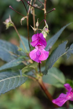 Sabırsız glandulifera Himalaya balsam çiçeğinin yakın çekimi. Güzel leylak pembe çiçek yatay fotoğrafçılık