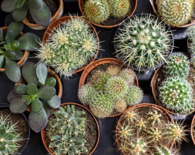 Kaktüs ve sulu Mammilaria crassula echinocactus seti. Farklı kaktüsler, saksı bitkileri hediye olarak.