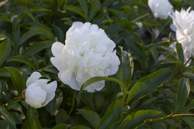 Beyaz çiçekli şakayık çiçeği. Yakın plan doğal arka plan. Yaz çiçeği.