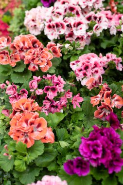 Pelargonium sardunya çiçeği, pembe beyaz turuncu çiçek, dikey fotoğrafçılık. Birkaç tencere pelargonyum yakın plan.