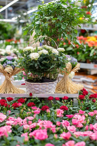 Pink White Rose Blossom Basket Bouquet Decoration Home Vertical Photography — Stock Photo, Image