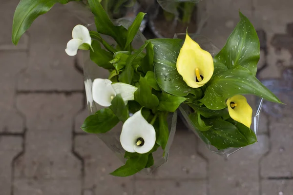 Calla spathiphyllum çiçeği, beyaz sarı çiçekli üst manzara. Güzel bir buket taze zambak, yatay fotoğrafçılık.