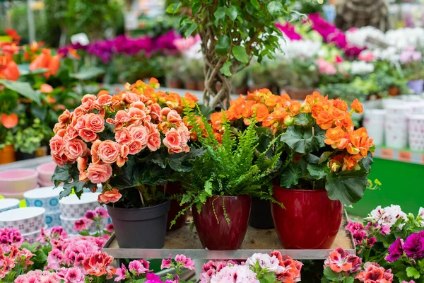 秋海棠 杜鹃和盆栽蕨类 家用花装饰 盆栽室内植物的水平摄影 — 图库照片