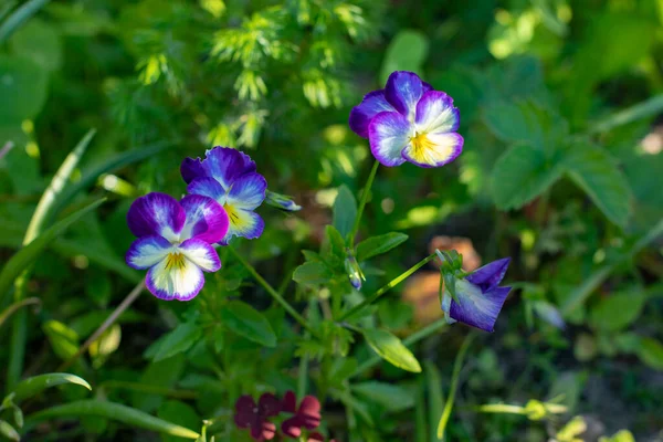 Violet Tricolor Blue Flowers Violet Pansies Purple White Nature Small — Stock Photo, Image
