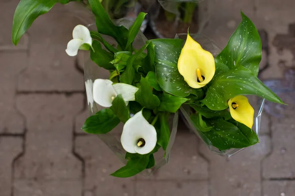 Calla Spathiphyllum Blüte Weiß Gelbe Blüte Von Oben Schöner Strauß — Stockfoto