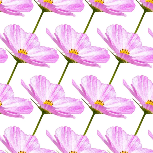 Kozmosz Virág Virág Virág Zökkenőmentes Minta Természetes Rózsaszín Virág Textil — Stock Fotó