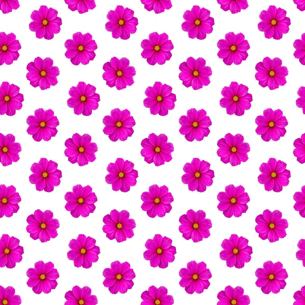Цветок Космоса Бесшовный Узор Натуральным Цветом Розовый Пурпурный Яркий Цвет — стоковое фото