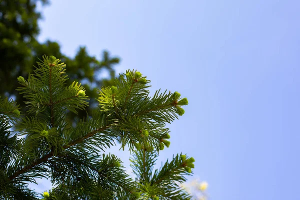 青空を背景にクリスマスツリーの枝と背景 天然のスプルースの木のクローズアップ — ストック写真
