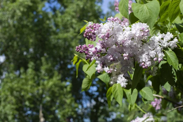 Syringa Bloem Lila Bloesem Natuurlijk Gekleurde Achtergrond Ansichtkaart Kleur Fotografie — Stockfoto