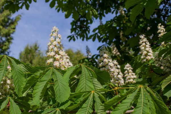 Paardenkastanje Bloesem Witte Bloem Kegel Lente Bloeiende Tak Van Kastanje — Stockfoto