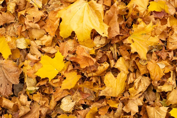 Gelbe Herbstliche Ahornblatt Auf Dem Boden Herbst Natürliche Pflanze Hintergrund — Stockfoto
