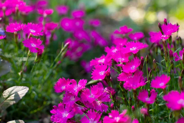 Růžová Purpurová Květina Karafiát Hřebíček Růžové Květy Zblízka Horizontální Fotografie — Stock fotografie