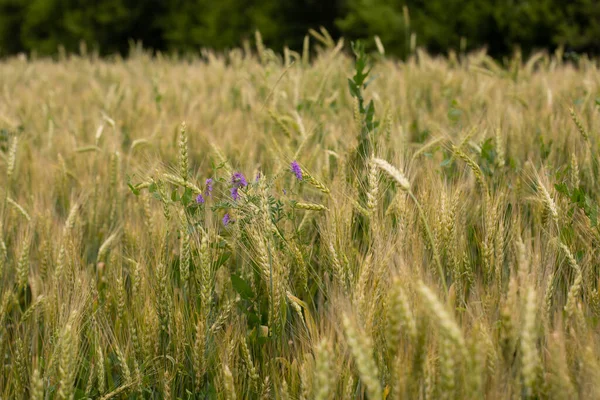 Pšeničné Pole Horizontální Fotografie Jednoduchá Venkovská Idylická Krajina — Stock fotografie