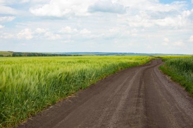 Ufuk çizgisine uzanan buğday tarlasından geçen yol, huzurlu kırsal tarım manzarası yatay fotoğrafçılık