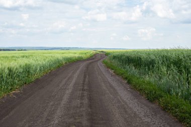 Çavdar ve buğday tarlasından geçen köy yolu, ufka kadar uzanan tarımsal taşımacılık için basit bir toprak yolu.