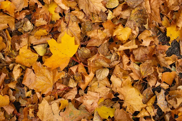 Herbst Blatt Herbst Von Ahornblättern Viele Trockene Vergilbte Blätter Auf — Stockfoto