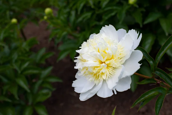 White flower peony blossom close-up. Open delicate peony flower with many petals natural background