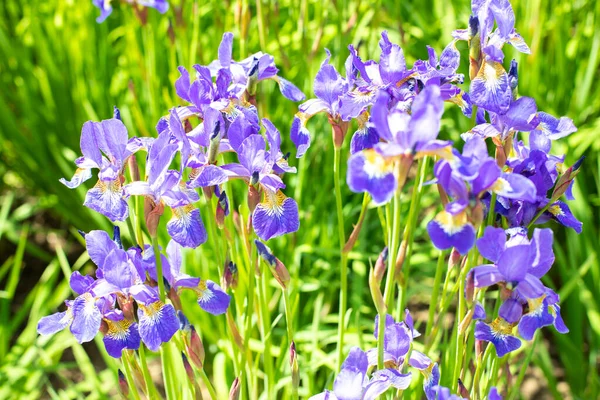 Many Blue Irises Blooming Perennial Flower Wild Plant Swamps Horizontal — Stock Photo, Image