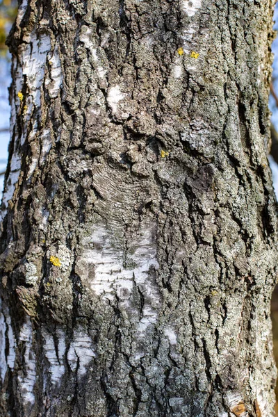 Birch Trunk Deep Grooves Cracks Close Background Texture Design — Stock Photo, Image