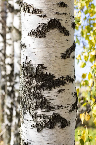 白樺の幹の質感 天然木の幹の表面 白樺の樹皮のクローズアップ — ストック写真