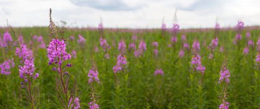 Angustifolium ateş otu, Chamaenerion angustifolium olarak da bilinir, ya da Epilobium angustifolium çiçek açan panoramik fotoğrafçılık, yaz yeşili çayır doğa