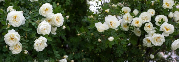 White wild rose standard blossom, natural rose blossom panoramic photography background banner header
