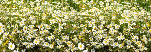 White Flower Daisy Chamomile Blossom Panoramic Photography Blooming Chamomile Meadow — Stock Photo, Image