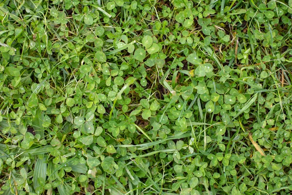 天然クローバーはトップビュー デザインのための自然背景を残します 葉に露が落ちる緑の芝生のクローバー — ストック写真