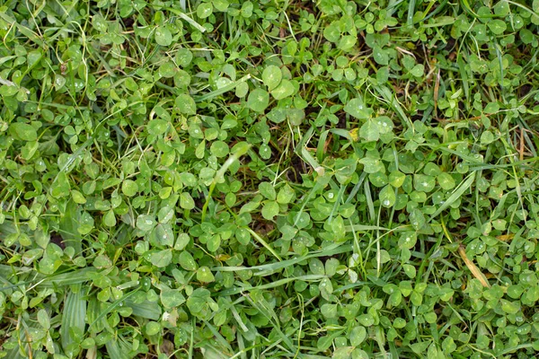 Natural Clover Leaves Top View Nature Background Design Green Lawn — Stock Photo, Image