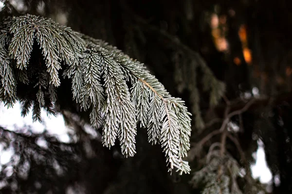 크리스마스 얼음이 뿌려진 바늘이 가문비나무 — 스톡 사진