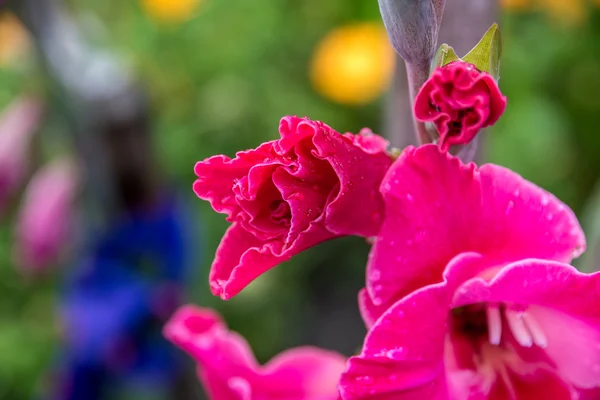 Gladiolen — Stockfoto