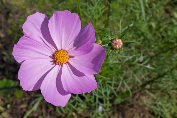 Cosmos flower — Stock Photo, Image