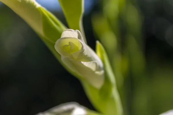 Bílý mečík bud — Stock fotografie