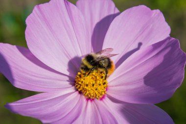 Çiçekteki yaban arısı