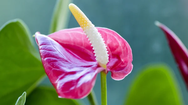 Makro fotografii květ květ Anturie — Stock fotografie