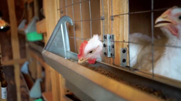 Fjäderfäuppfödning, kycklinguppfödning. Vuxna kycklingar sitter i burar och äter foderblandningar. — Stockvideo