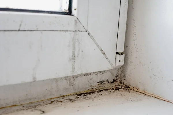 Plastik pencerenin köşesindeki küf. Yakın çekim görüntüsü. Seçici odak.