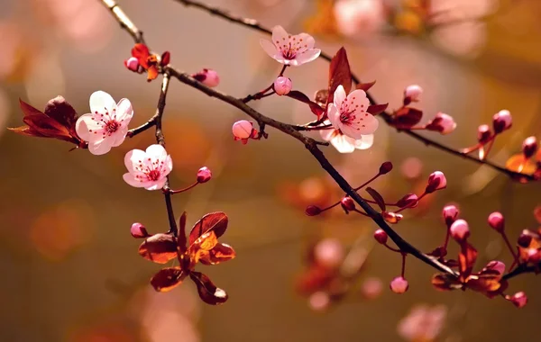 Schöne blühende japanische Kirsche - Sakura. — Stockfoto