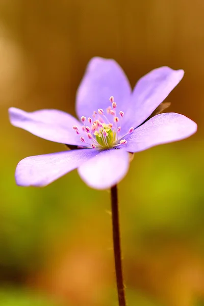 Macro plano de flor púrpura con un fondo de color — Foto de Stock