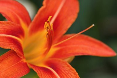 Doğal arkaplanı olan güzel turuncu çiçek..