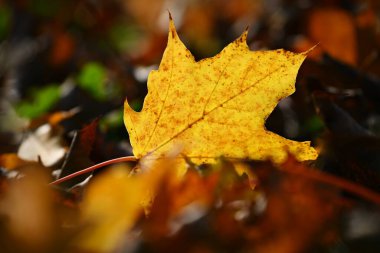 Sonbahar arkaplanı. Güneşle birlikte doğada güzel renkli yapraklar. Sonbahar parkında mevsimlik konsept..