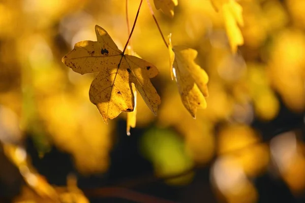 Autumn Background Beautiful Colorful Leaves Nature Sun Seasonal Concept Outdoors — Stock Photo, Image