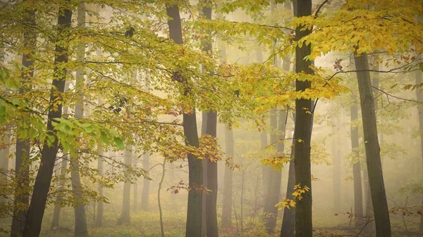 Forêt Automne Fond Coloré Naturel Avec Des Arbres Brouillard Dans — Photo