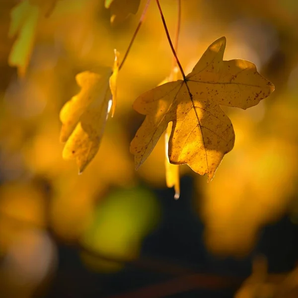 秋天的背景美丽的五彩斑斓的树叶 与太阳同在 秋天公园的室外季节性概念 — 图库照片