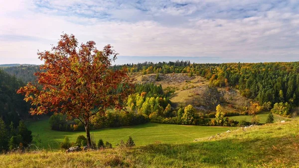 Paesaggio Autunno Belle Foglie Colorate Natura Con Sole Concetto Stagionale — Foto Stock